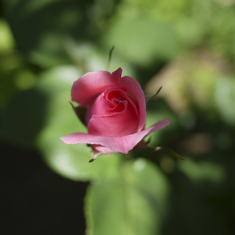 P1110748.jpg