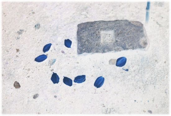 ��������̒�