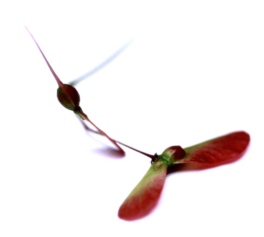 �Ⴂ�v���y��